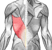 Latissimus_dorsi