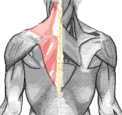 Trapezius