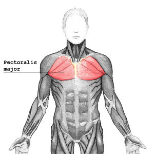 Pectoralis_major