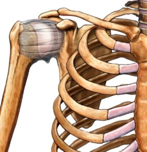 shoulder-capsule