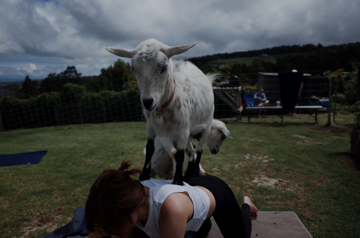A woman doing yoga with a goat on her back