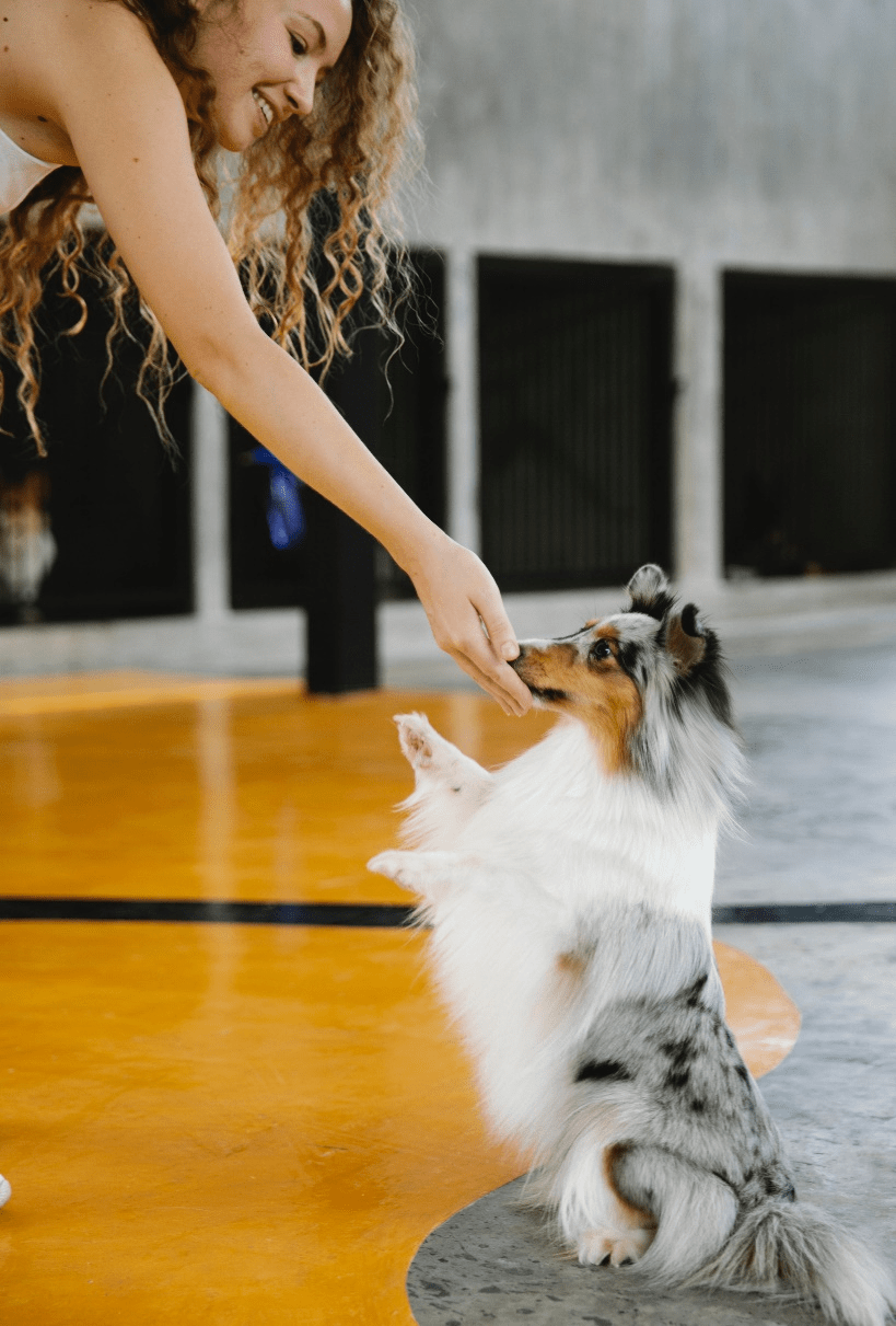 A woman giving a dog a treat